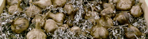Retinispora ripening container